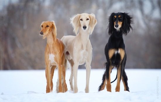 Самые редкие собаки в мире