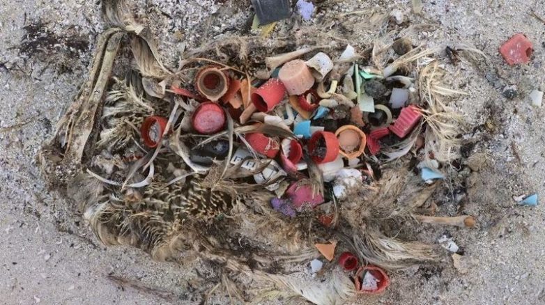 Снимки морских птиц с желудками, набитыми океанским пластиком