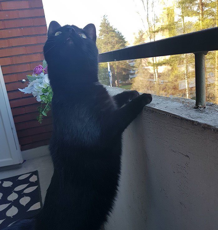Эмоции кота, впервые выпущенного на балкон