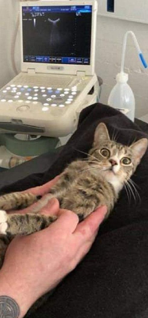 Беременная кошка нашла свое счастье
