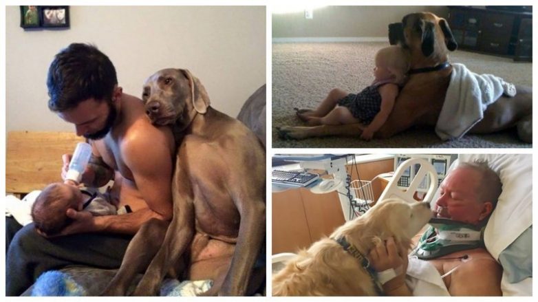 Примеры невероятной собачьей любви и преданности