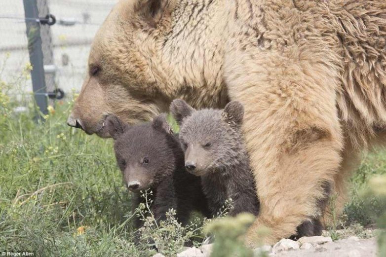 Медведица Даша родила двух милых медвежат