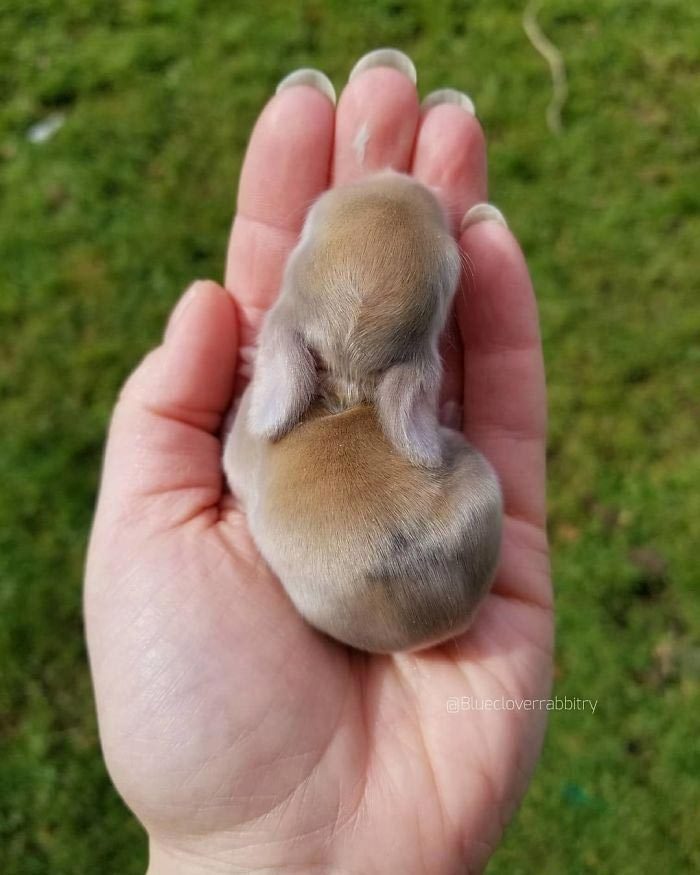 Крошечные кролики