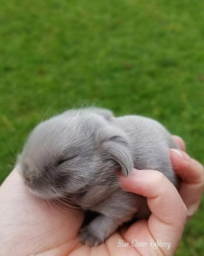 Крошечные кролики