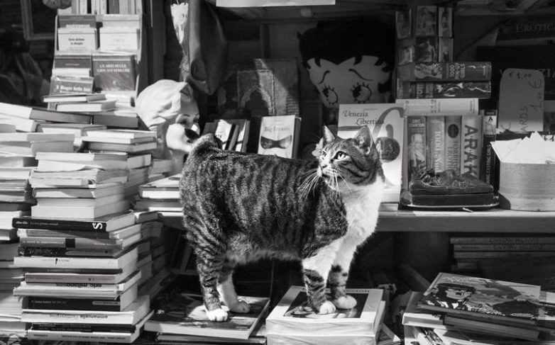 Шикарные кошки в объективе Марианны Зампиери