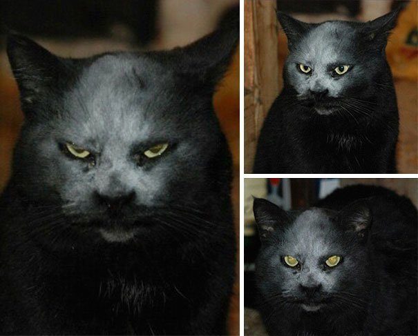Коты-сатанисты