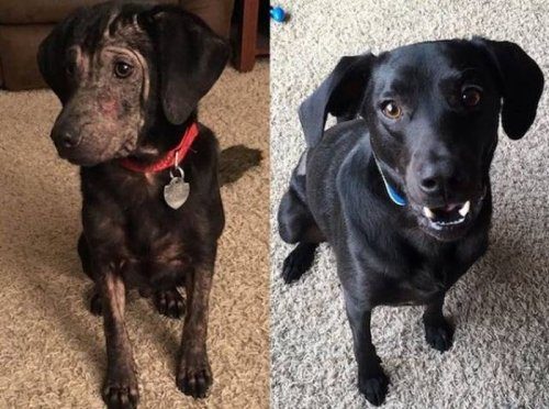 Фотографии собак до и после того, как обрели любящий дом