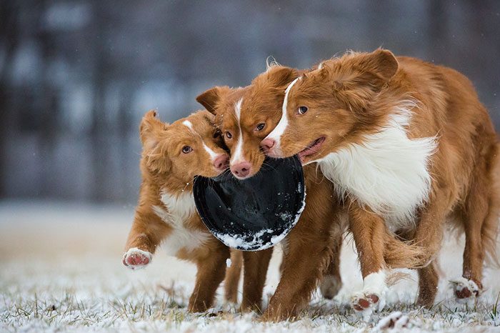 Забавные фотографии собак и щенков