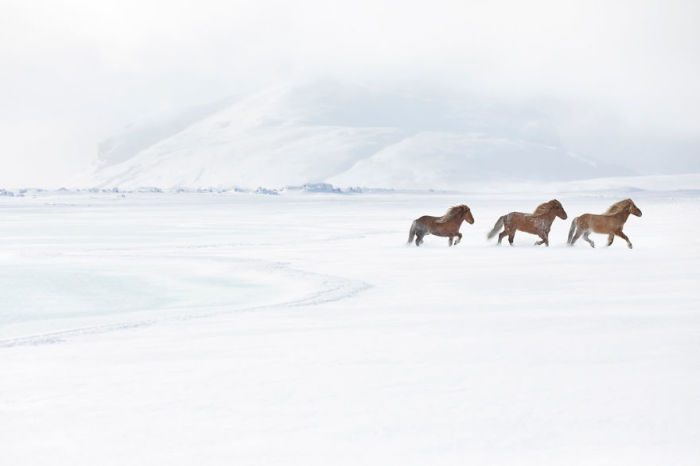 Великолепные лошади на фоне сказочных пейзажей