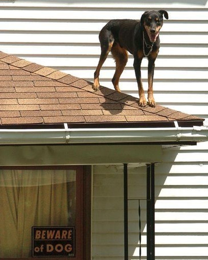Собаки, которые не знают как охранять дом