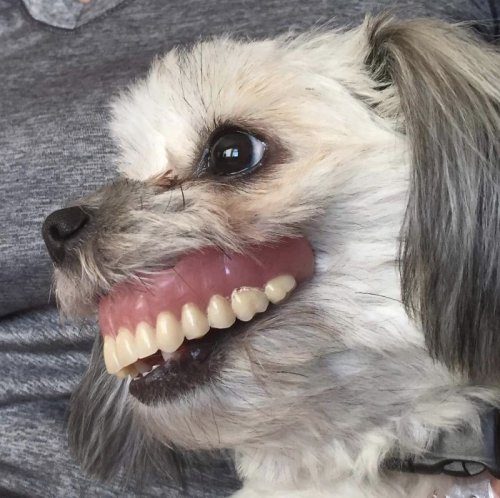 Когда собака нашла зубные протезы хозяйки