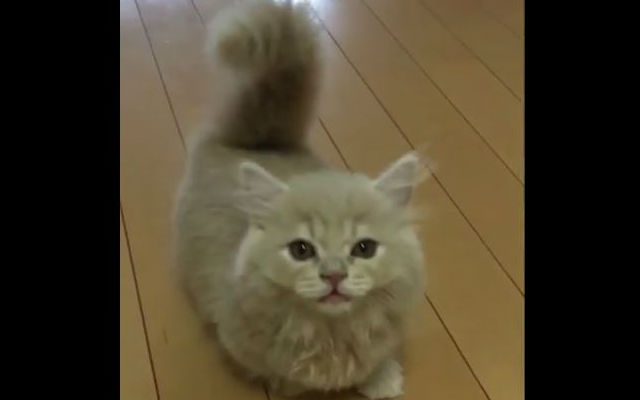 Очаровательная кошка с беличьим хвостом