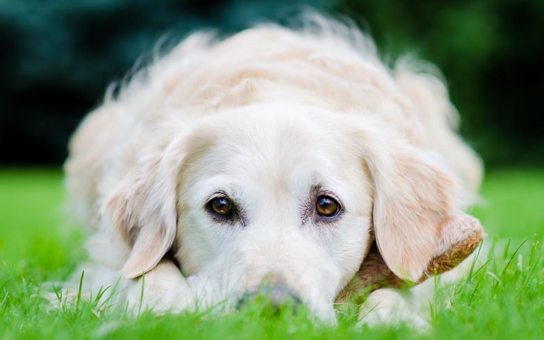 10 научно доказанных фактов влияния собаки на здоровье своего хозяина