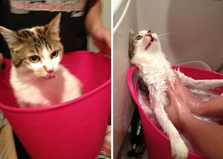 8 котов, принявших ванну