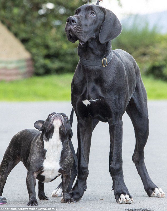 Самый крупный щенок Великобритании