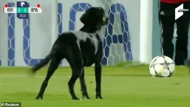 Собака сорвала футбольный матч