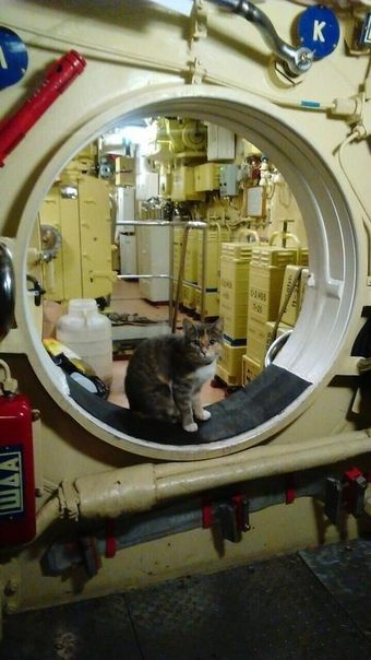 Эти котята станут новыми талисманам ВМФ России