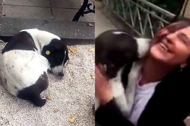 Собака воссоединилась с хозяином после 3 лет жизни на улице