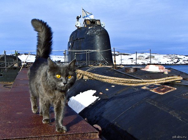 Эти котята станут новыми талисманам ВМФ России