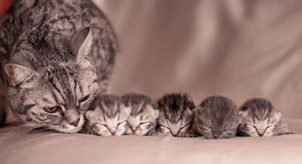 Идеальные кошачьи семейства!