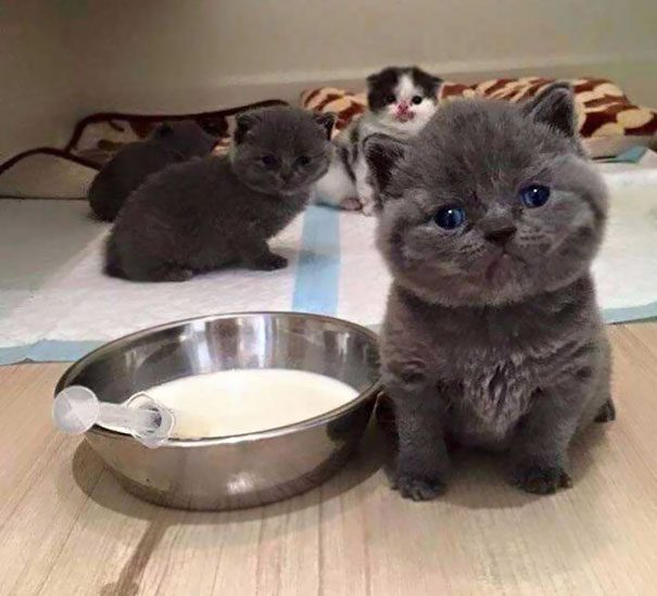 Маленькие очаровательные котята