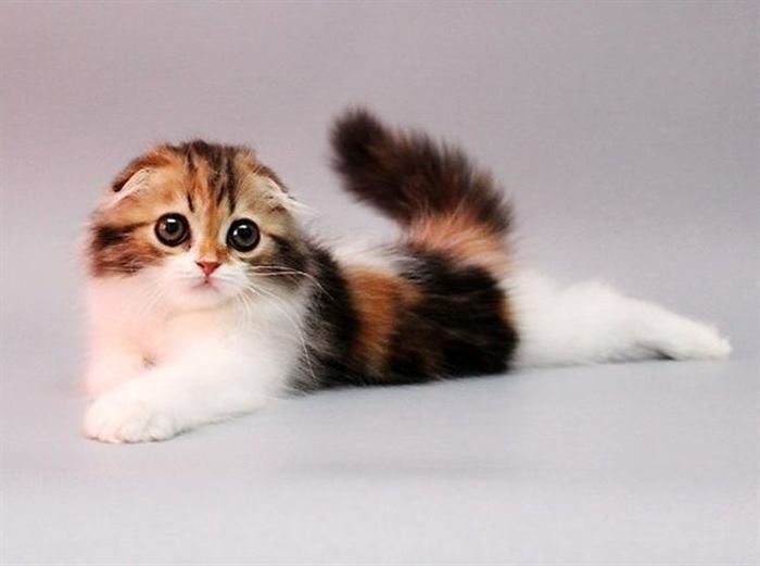 Очаровательные котята породы хайленд-фолд