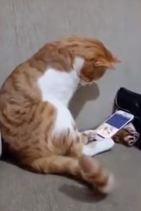 Кот, которому показали видео с погибшим хозяином