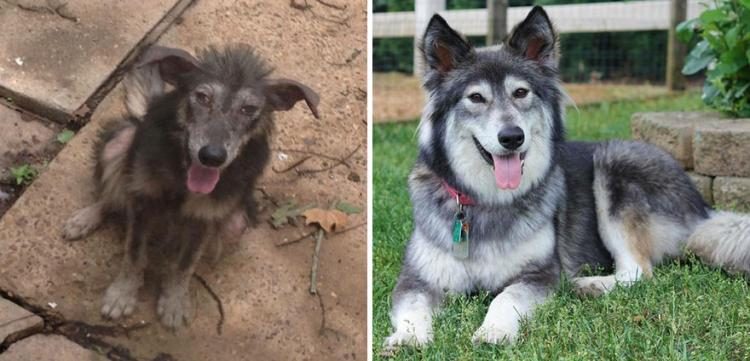 Фотографии собак до и после приюта