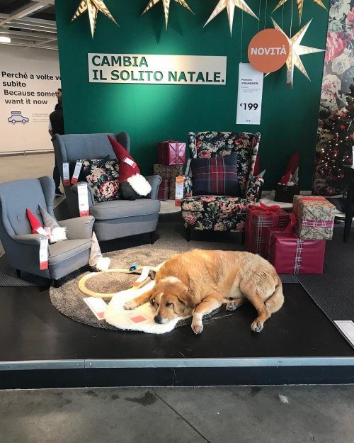 Магазин IKEA открыл свои двери бездомным собакам