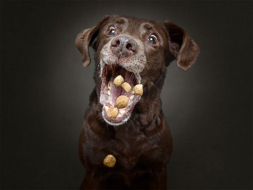 Фотографии собак, которые ловят еду