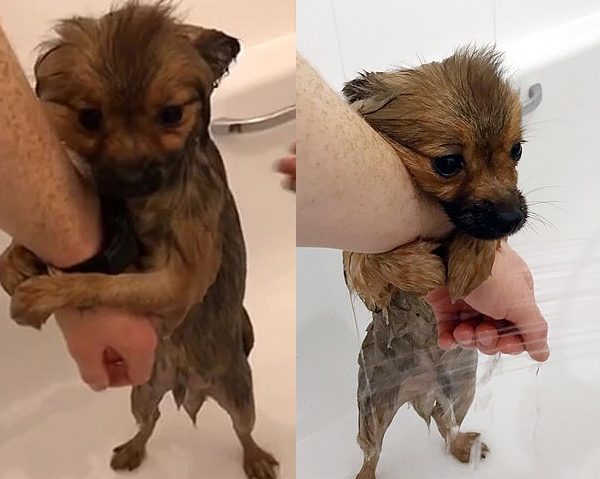 Несчастный щеночек впервые принимает ванну