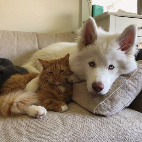 Примеры необычной дружбы между животными