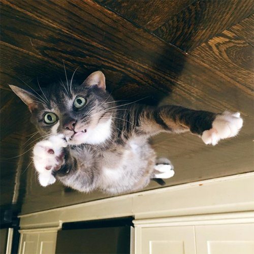 Если б кошки могли парить под потолком
