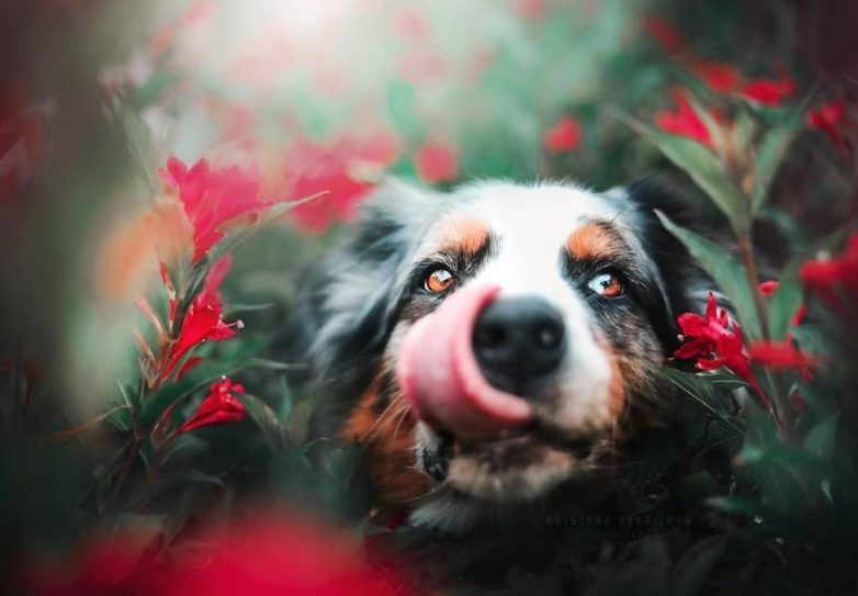 Потрясающие фотографии собак
