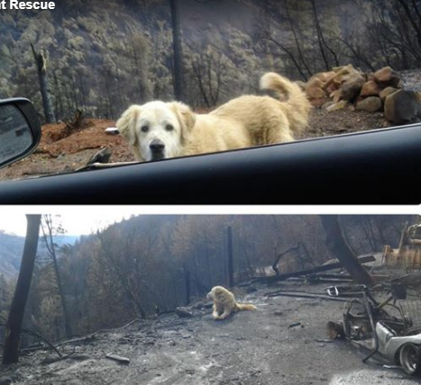 Пёс целый месяц ждал хозяев около дома, уничтоженного лесным пожаром