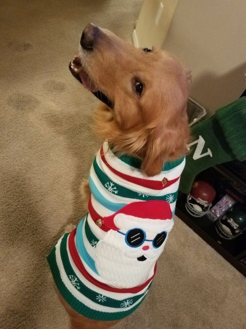 Милые пёсики в рождественских свитерах