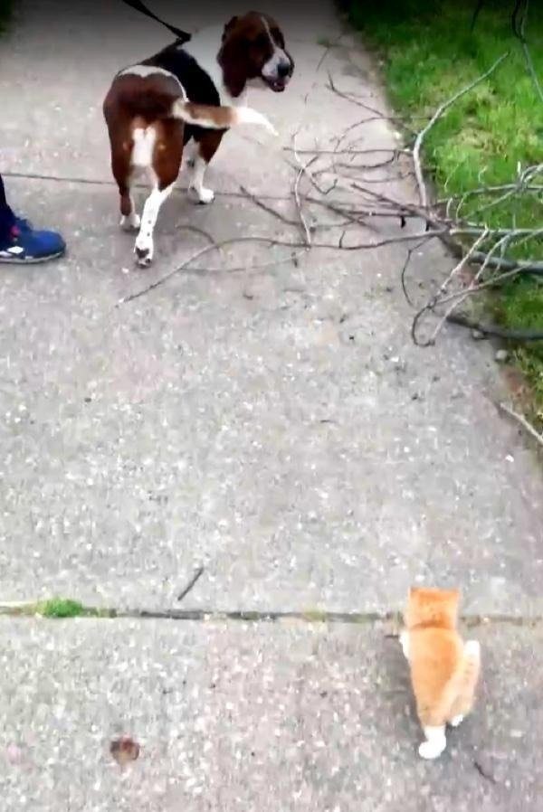 Котёнок догнал мужчину с собакой и пошёл с ними домой