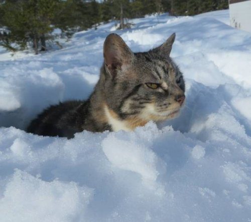 Снег и кошки