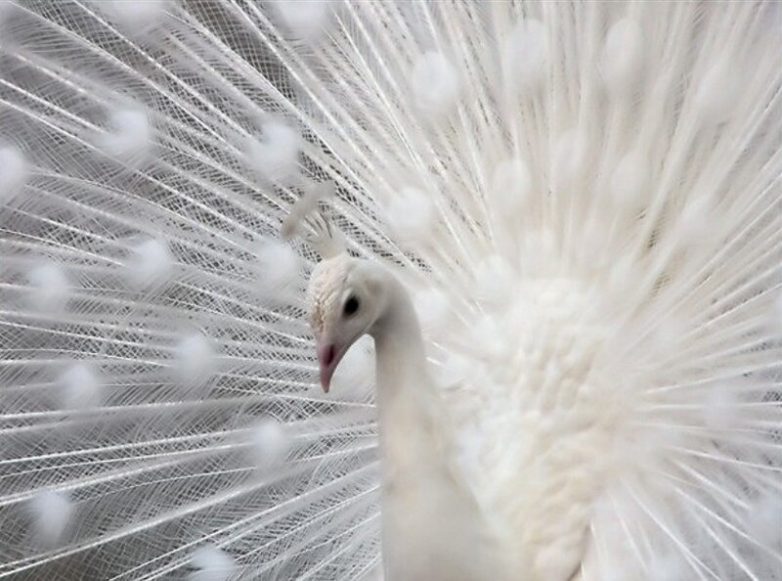 Животные-альбиносы удивительной красоты