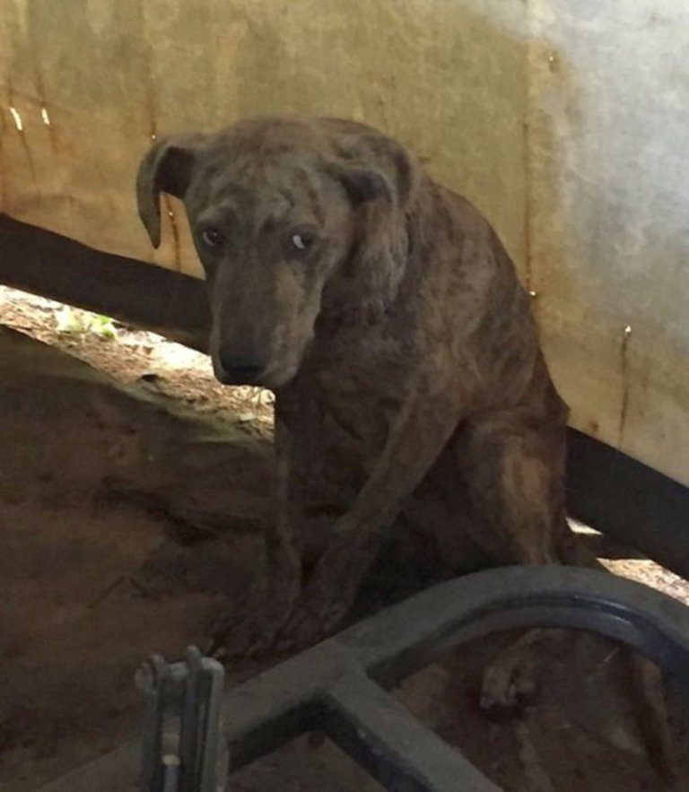 Женщина нашла чужую собаку у себя в сарае, которая очень нуждалась в помощи
