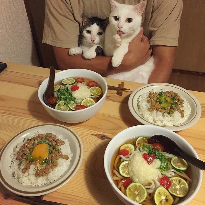 Реакция кошек на еду хозяев