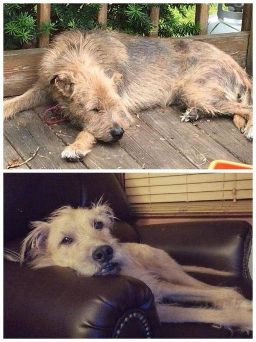 Животные до и после того, как обрели новый дом
