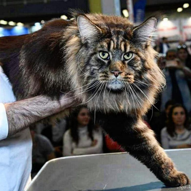 Самый длинный в мире кот
