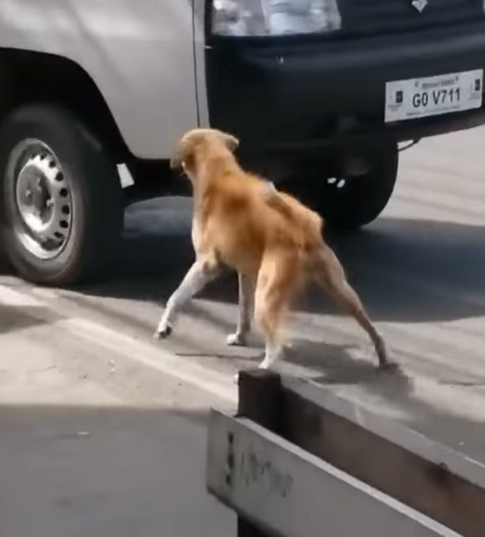 Она пыталась забрать своего щенка с дороги