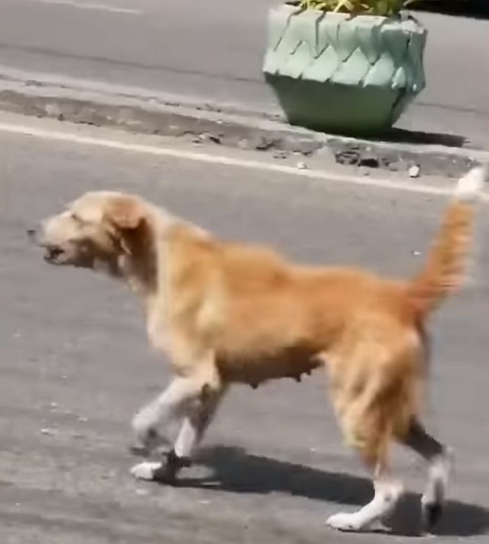 Она пыталась забрать своего щенка с дороги