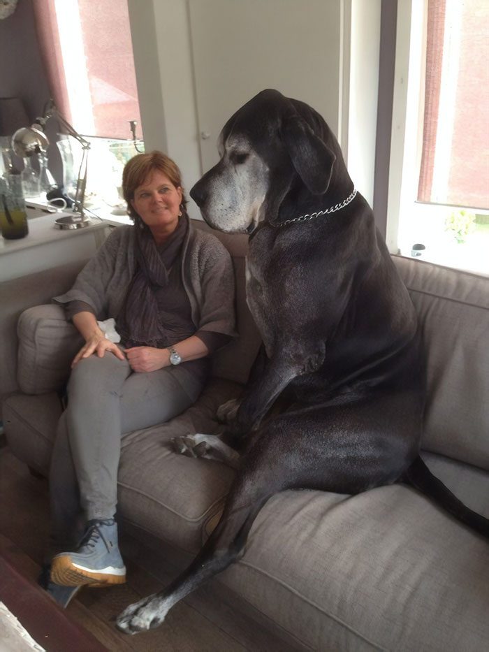 Весёлые фотографии с большими собаками