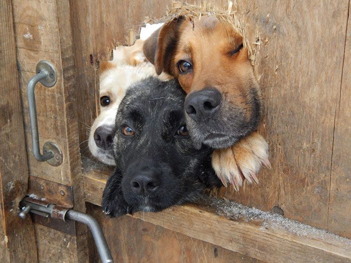 Собаки, которые ну очень хотят сказать «привет»