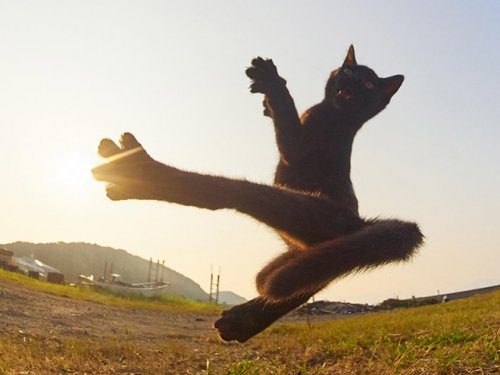 Кошки, которые в совершенстве владеют боевым искусством ниндзюцу