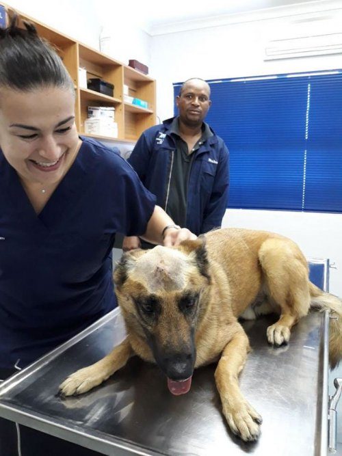 Пёс, который чудом выжил после того, как получил ножевое ранение в голову