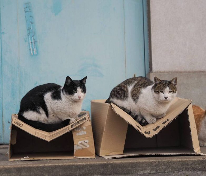 Жизнь бродячих японских котиков